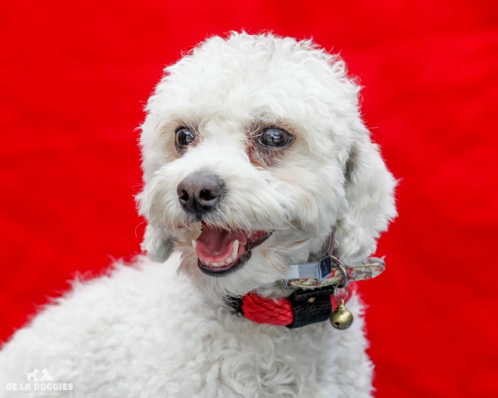 A4718049 Audacity is a playful three year old white female Maltese who was found in Monterey Park on June 5th and brought to the Downey Shelter. Weighing eight pounds, this beauty walks well on leash and we think she may be housebroken. She has a medium energy level, gets along well with other dogs and we believe she will make an exceptional pet for children. Audacity is a total sweetheart and is a sensational indoor pet for anyone in any living situation. To watch a video of Audacity please click here: www.youtube.com/watch?v=OBTV655-ayw