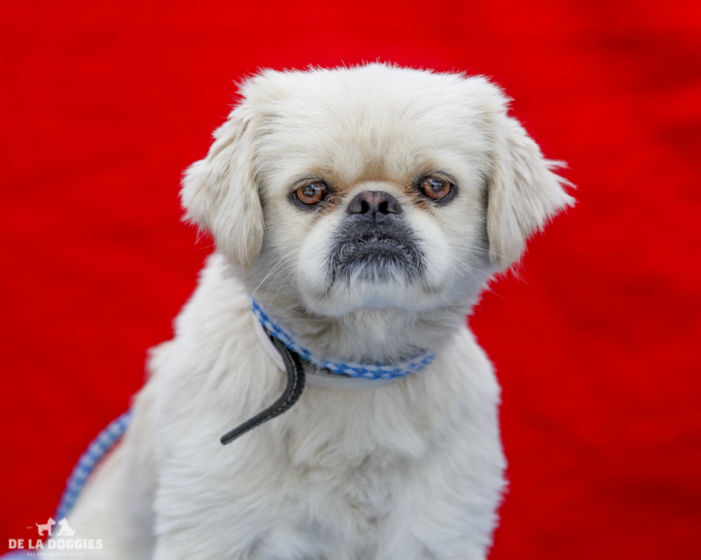 A4716843 Harold is a charming two year old white male Pekingese who was found in East Los Angeles on June 2nd and brought to the Downey Shelter. Weighing fifteen pounds, he decided he didn’t want to walk today so his handler picked him up and cuddled him which was just fine with Harold. We believe he may be housebroken. He is placid, gets along fine with other dogs and we think he will make a remarkable pet for children. Harold is a gentle, excellent indoor pet for anyone in any living situation. To watch a video of Harold please click here: www.youtube.com/watch?v=Tw13nJ6ptXA