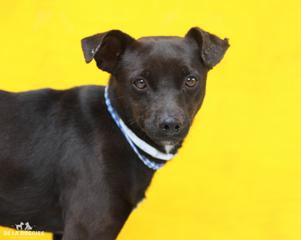 A4711911 Topper is an empathetic three year old black with a white crest male purebred Downey Kissing Dog – a prized and valuable breed - who was found in Compton on May 20th and brought to the Downey Shelter. Weighing twenty-one pounds, this tail-wagger walks well on leash and we think he is housetrained. He is incredibly friendly and intuitively seems to know what you are thinking and wants n othing more than to put a smile on your face. He gets along fine with other dogs and we predict he will make an excellent pet for children. Topper has an outstanding personality and is a spectacular indoor companion for anyone in living situation. To watch a video of Topper please click here: www.youtube.com/watch?v=UIwQWwtGrg4