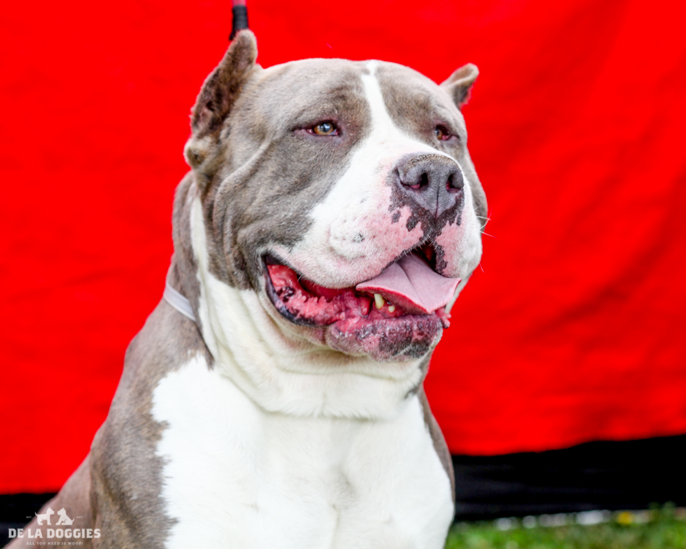 A4714982 Rhino is a ginormous five year old gray male Pit Bull who was found in Lynwood on May 28th and brought to the Downey Shelter. Weighing ninety-six pounds, this gentle giant with a huge head and equally large heart walks okay on leash, knows many commands and we believe he is housebroken. He is well-mannered, gets along great with other dogs and we think he will make an amazing playmate for children. He loves playing tag and fetch and is sure to keep you well exercised! Rhino is an exceptional indoor pet for an active individual or family living in a private home. To watch a video of Rhino please click here: www.youtube.com/watch?v=ky1AkLUcIuE