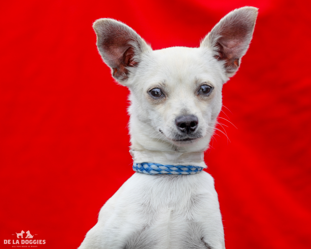 A4710290 J.J. is frisky eleven month old white male Chihuahua who was found in Lynnwood on May 16th and brought to the Downey Shelter. Weighing six pounds, this sparkler is a blank slate as far as any kind of training is concerned and because he is good-natured we think he can easily learn all that you would like him to. He is bouncy, gets along fine with other dogs and will be fine with well-behaved children. J.J. is loving and kissy and is a phenomenal indoor pet for anyone in any living situation. To watch a video of J.J. please click here: www.youtube.com/watch?v=ExKGt-O1AN0