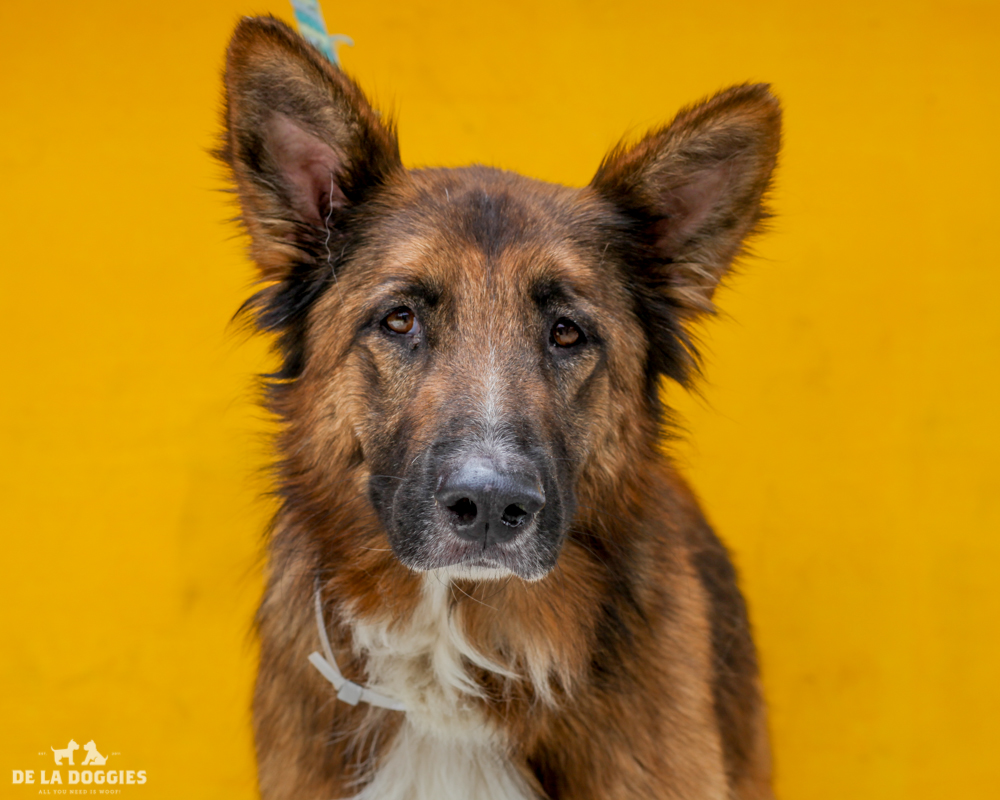 A4716294 Tequila is a phenomenal five year old brown and black neutered male Plush Coat German Shepherd/Collie who was abandoned at the Downey Shelter on June 1st along with his brother Nitron (A4716295). Weighing sixty-two pounds, this fabulous dog walks well on leash and we believe he is housetrained. He gets along fine with other dogs of all sizes and we predict he will make a fabulous pet for children. He is well-behaved and sociable with an eager-to-please disposition. Tequila is a terrific exercise companion and indoor pet for an individual or family living in a private home. To watch a video of Tequila please click here: www.youtube.com/watch?v=Z2upMlRBc4Q