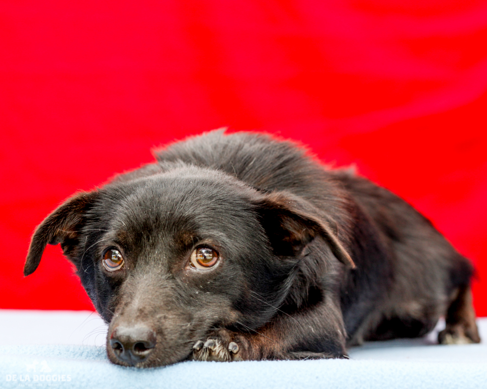 A4718143 Manny is a shy one year old black male Terrier/Spaniel puppy who was found in East Los Angeles on June 5th with his companions Moe (A4718144) and Jack (A4718148) and brought to the Downey Shelter. Weighing ten pounds, Manny is overwhelmed at the shelter and we think that once he is out of here and in a home he will relax and surprise you with his many talents. He is quiet and very bonded to Jack, and we think he will do best in an adult home. Manny is our diamond in the rough and with some kindness and affection will blossom into a wonderful and loving pet for an individual or adult family. To watch a video of Manny and Jack please click here: www.youtube.com/watch?v=Z4ssCXMxrmI
