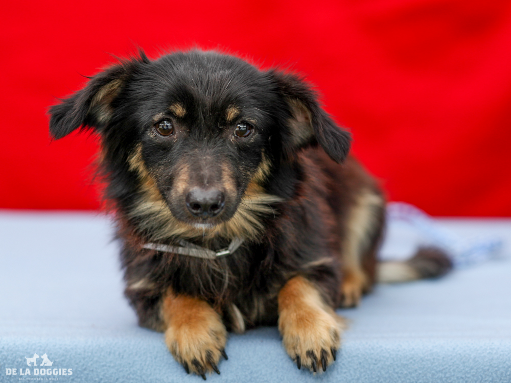 A4718144 Moe is a docile one year old black and tan male Sheltie/Pomeranian mix puppy who was found in East Los Angeles on June 5th with his companions Manny (A4718143) and Jack (A478148) and brought to the Downey Shelter. Weighing eleven pounds, this sweetheart walks okay on leash but could use some additional training. He is easy going, gets along fine with other dogs and we think he will be happy in a home with well-behaved children. Moe is a natural born lapdog for a mature family in any living situation. To watch a video of Moe: www.youtube.com/watch?v=pEYWhv5XAzY