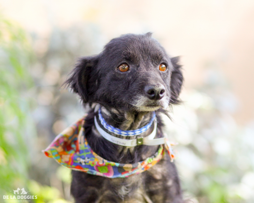 A3786452 Rocky is a gentle six year old black neutered Long Haired Chihuahua who was dumped at the Downey Shelter on May 23rd. Weighing twelve pounds, this loving dog walks nicely on leash, knows how to ‘sit’ on command and we think he is housebroken. He is polite, gets along well with other dogs and we think he will make an excellent pet for children. He is pretty low key and if “lap dog” is a profession he is an expert at it. Rocky is an exceptional indoor pet for anyone in any living situation and would be an ideal companion for a senior citizen. To watch a video of Rocky please click here: www.youtube.com/watch?v=hmrQK17AJD8