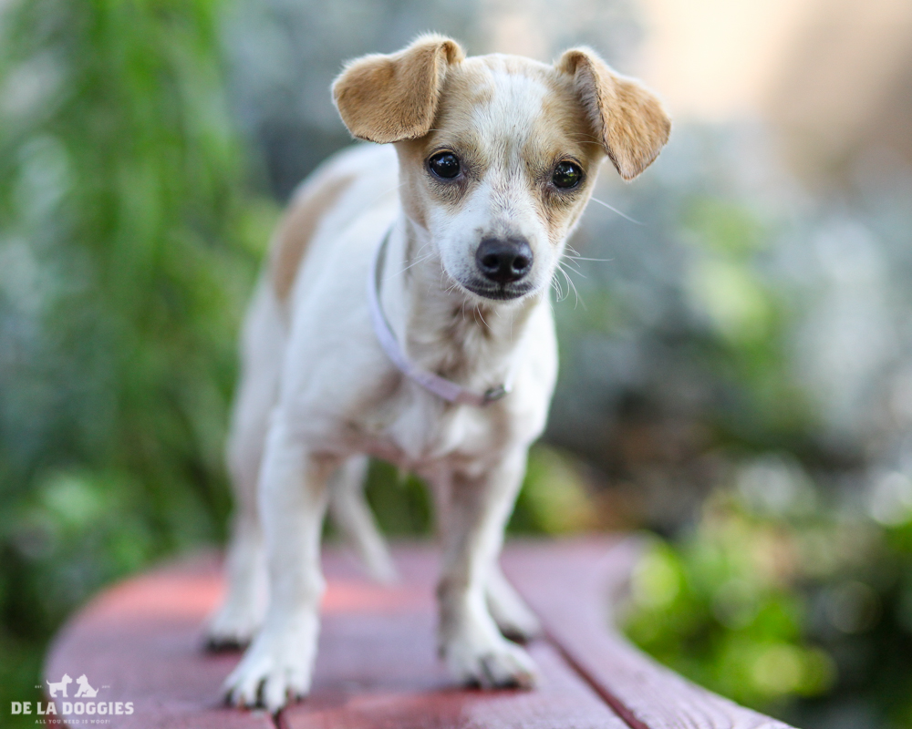 A4724171 Luna is a one year old white and tan female Dachshund mix puppy who was jettisoned at the Downey Shelter on June 20th along with her best friend Big Black (A4724170) because her former owner claimed she could no longer afford to take care of a dog. Weighing six pounds, this petite puppy walks very nicely on leash and we think she is housebroken. She is tender, gets along fine with other dogs and we believe she will make a super pet for children. If there is a possibility she could be adopted out with her best friend Big Black that would be incredible! Luna is an outstanding indoor pet for anyone in any living situation. To watch a video of Luna please click here: www.youtube.com/watch?v=C6T2LkqOoUI