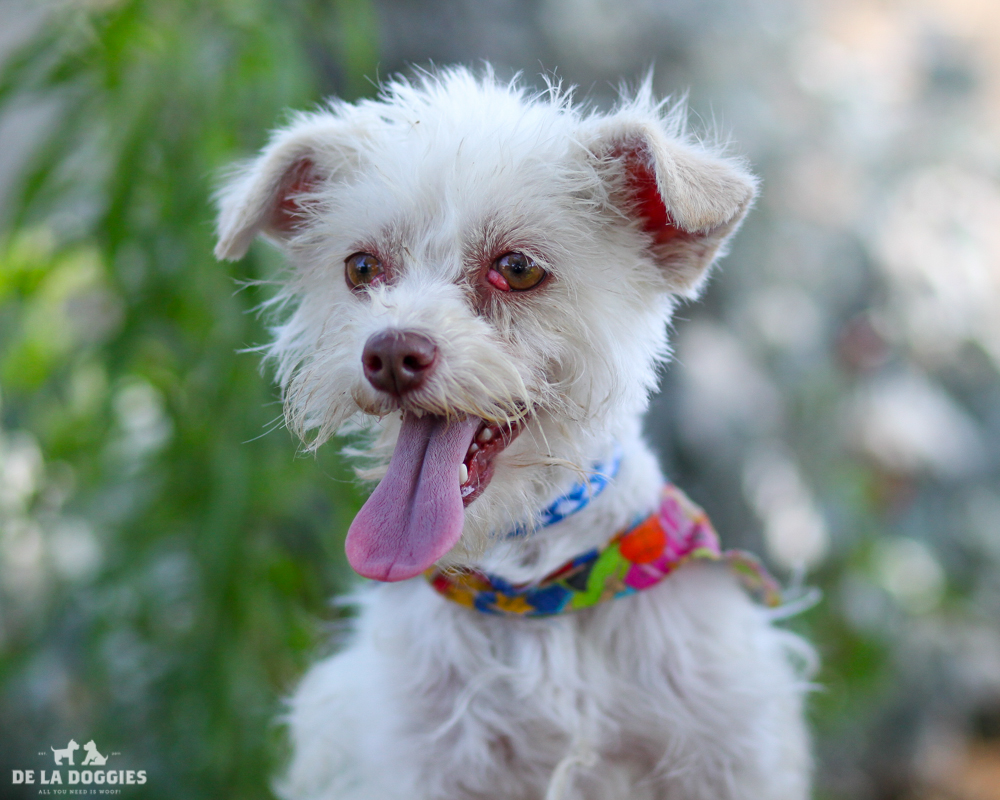A4713063 Veronica is a bouncy five year old white female Terrier who was found in Culver City on May 22nd and brought to the Downey Shelter. Weighing seven pounds, this sparkler walks well on leash and we believe she is housetrained. She is affectionate, likes the company of other dogs and we think she will is a natural for children. If you enjoy taking strolls around the neighborhood or going to the park then Veronica is the perfect companion. Veronica is a terrific indoor pet for anyone in any living situation. To watch a video of Veronica please click here: www.youtube.com/watch?v=OgrmmfDN1Jk