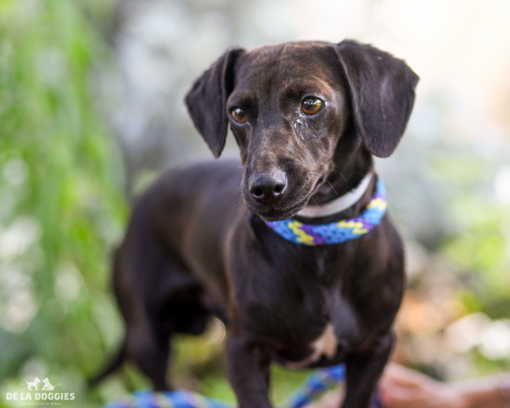 A4724170 Big Black is a two year old black male Dachshund who was deserted at the Downey Shelter on June 20th with his best friend Luna (A4724170) because his former owner claimed that it cost too much to take care of a dog. Weighing nineteen pounds, Big Black walks very well on leash and we were told that he is housebroken. He is playful, gets along fine with other dogs and he does great with children. He loves his bestie Luna and it would be wonderful if they could be adopted out together. Big Black is a remarkable indoor pet for anyone in any living situation. To watch a video of Big Black please click here: www.youtube.com/watch?v=C6T2LkqOoUI