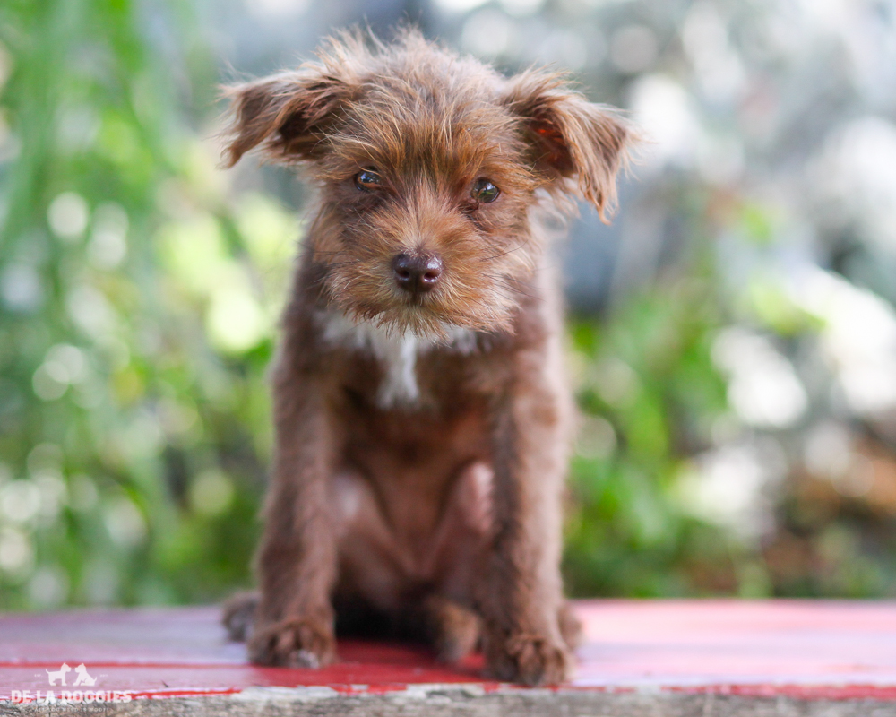 A4721091 Gingersnap is an easy going three month old chocolate with white markings female Terrier mix puppy who was found in East Los Angeles on June 13th with her brother Gorilla (A4721089) and brought to the Downey Shelter. Weighing four pounds and likely to grow to eleven pounds, this little honey hasn’t had a lick of training and is at the perfect age to begin puppy classes. She is loving, gets along fine with other dogs and we believe she will be a remarkable pet for children. She’s got the cutest scruffy coat of fur that just begs to be brushed and groomed. Gingersnap is a terrific indoor pet for anyone in any living situation. To watch a video of Gingersnap and Gorilla please click here: www.youtube.com/watch?v=G8RP7wV70Pw
