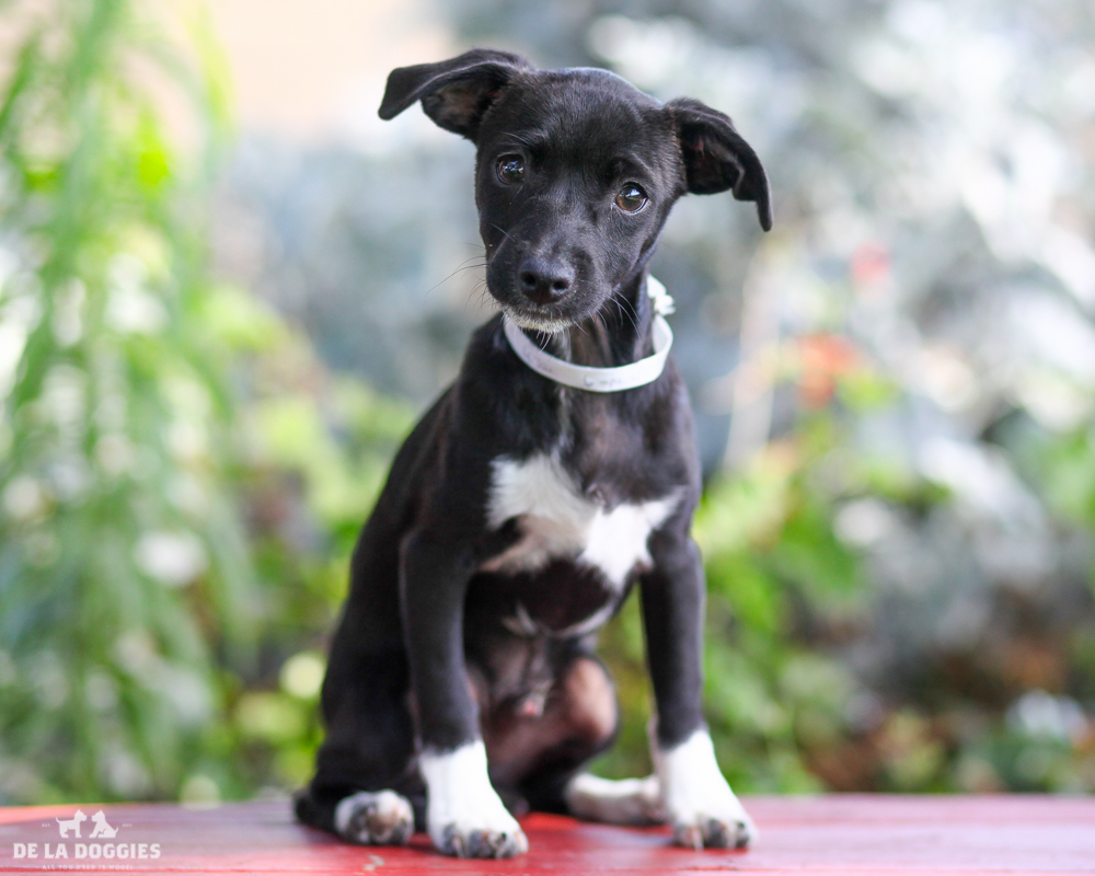 A4721089 Gorilla is a calm three month old black with white markings male Chihuahua puppy who was found in East Los Angeles on June 13th with his sister Gingersnap (A4721091) and brought to the Downey Shelter. Weighing five pounds and likely to grow to twelve pounds, this sweetie walks okay on leash but will benefit from puppy training classes. He is affectionate, loves to play with other dogs and we think he will make an awesome pet for children. Gorilla is an excellent indoor pet for anyone in any living situation. To watch a video of Gorilla and Gingersnap please click here: www.youtube.com/watch?v=G8RP7wV70Pw