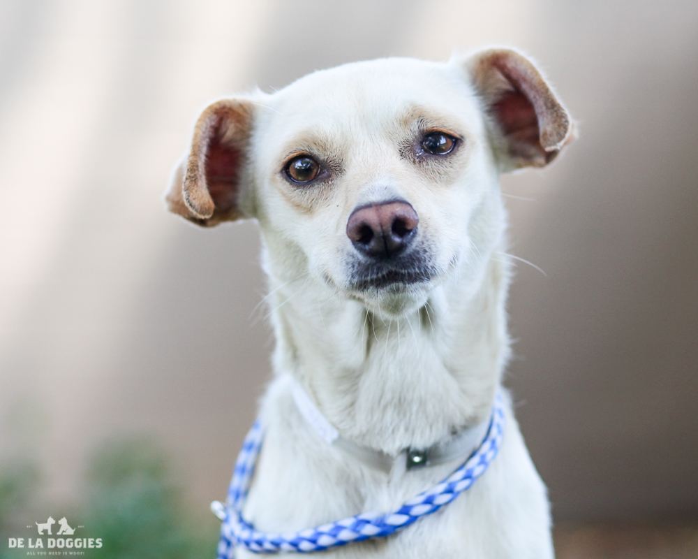 A4712311 Mitzi is a graceful two year old tan female Chihuahua who was found in Lynwood on May 21st and brought to the Downey Shelter. Weighing thirteen pounds, this gentle young dog walks well on leash, knows how to ‘sit’ on command and we think she is housebroken. She is kind, gets along fine with dogs of all sizes and we believe she will make a terrific pet for children. She loves attention and is a total joy to be around. Mitzi is an extraordinary indoor pet for anyone in any living situation. To watch a video of Mitzi please click here: www.youtube.com/watch?v=L2Ne_aWzYco