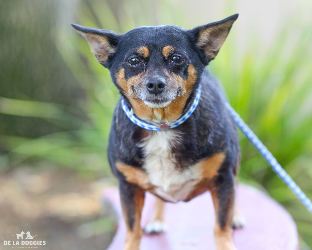 A4718542 Sylvie is a very agreeable six year old black and brown spayed female Chihuahua who was found in Lynwood on June 7th and brought to the Downey Shelter. Weighing thirteen pounds, this full-figured gal walks well on leash, knows how to ‘sit’ on command and we think she is housebroken. She is mellow, gets along fine with other dogs and we believe she will do nicely with children. Sylvie is a gentle soul who is an outstanding indoor pet for anyone in any living situation. To watch a video of Sylvie please click here: www.youtube.com/watch?v=9Xy_bKdjdxA