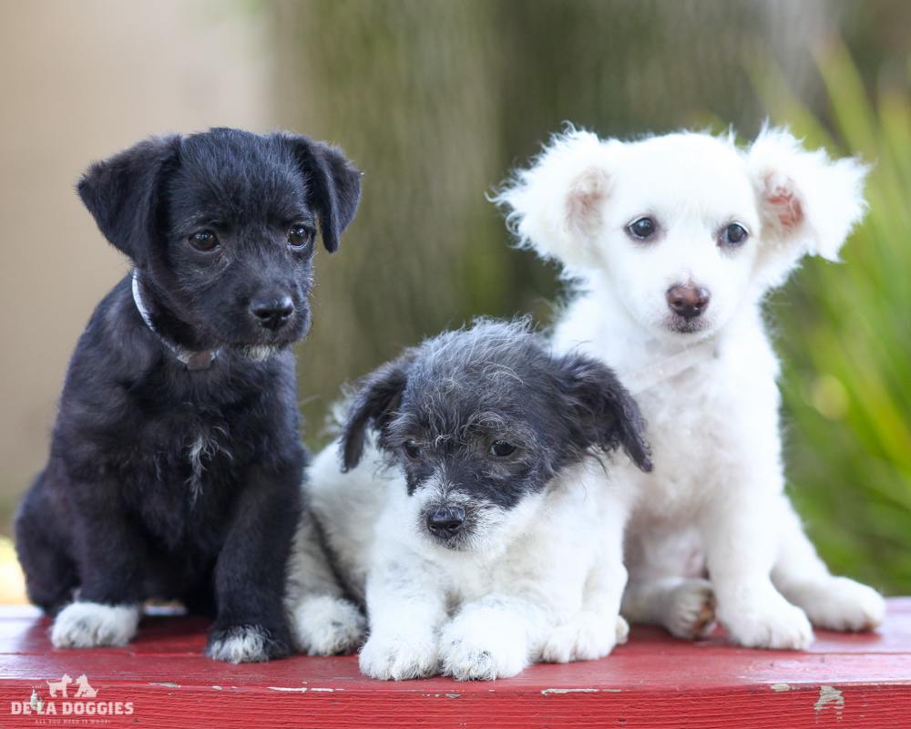 A4723667 Storm is a sweet-natured two month old white female Terrier puppy who was found in Bell on June 19th with her siblings Mystique (A4723669) and Wolverine (A4723672) and brought to the Downey Shelter. Weighing five pounds and likely to grow to fourteen pounds, this fluff-monster has no training whatsoever and we are very sure taking her to puppy classes will be an enjoyable experience for you both. She is calm, enjoys the company of other dogs and we think she will be a marvelous playmate for children. Storm is an outstanding indoor pet for anyone in any living situation. To watch a video of Storm, Mystique and Wolverine please click here: www.youtube.com/watch?v=k6uiviVxgY4