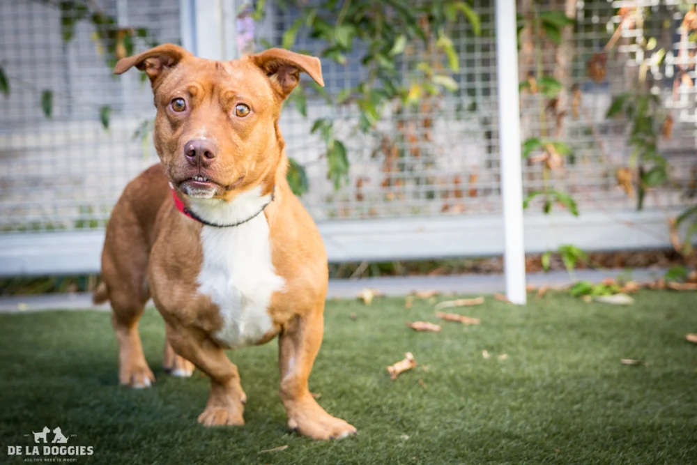 While Elmer's story is a tragic one, his face and his personality make up for any sadness in his past. Elmer was out parading on the streets, along with his best buddy, when he was hit by a car. He suffered multiple pelvic fractures as well as a femus fracture and will need surgery. Elmer's friend refused to leave his side and, when a kind citizen gathered up this boy to bring him to the shelter and safety, his friend came too. Elmer's friend, a 3-year old pit, has been adopted. Elmer remains in medical where staff adore him. Want to adore him to? Then come meet him at the shelter and please consider rescuing / adopting him. You can contact me re any assistance with his medical needs and we will see what is available. My name is Elmer! A1507798 I am a 1 year old unaltered male, red Welsh Corgi - Cardigan mix. I have been at the shelter since Sep 14, 2014. Please come meet me! 1850 West 60th street Los Angeles, CA 90047 L.A. 90018 (213) 485-0214