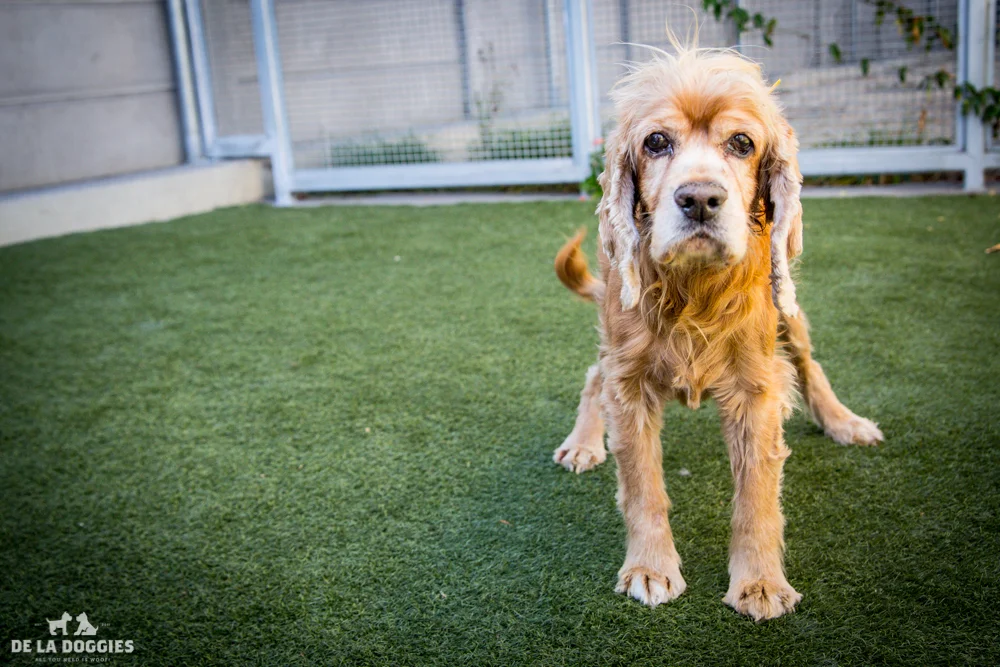 Hi my name is Van Gogh. A1508275 I am a 13 year old unaltered male, red Cocker Spaniel. I have been at the shelter since Sep 16, 2014. Please come meet me! 1850 West 60th street Los Angeles, CA 90047 L.A. 90018 (213) 485-0214