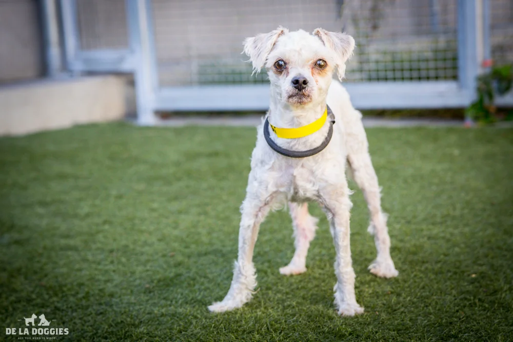 Hi my name is Buddy. A1511501 I am a 1 year old, unaltered male, white Miniature Poodle. I have been at the shelter since Sep 29, 2014. Please come meet me! 1850 West 60th street Los Angeles, CA 90047 L.A. 90018 (213) 485-0214