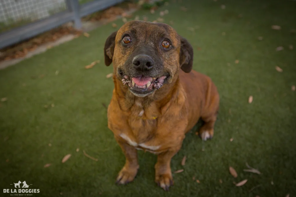 Hi my name is Mia. A1511436 I am a 7 year old, unaltered female, brown brindle Welsh Corgi - Cardigan mix. I have been at the shelter since Sep 28, 2014. Please come meet me! 1850 West 60th street Los Angeles, CA 90047 L.A. 90018 (213) 485-0214