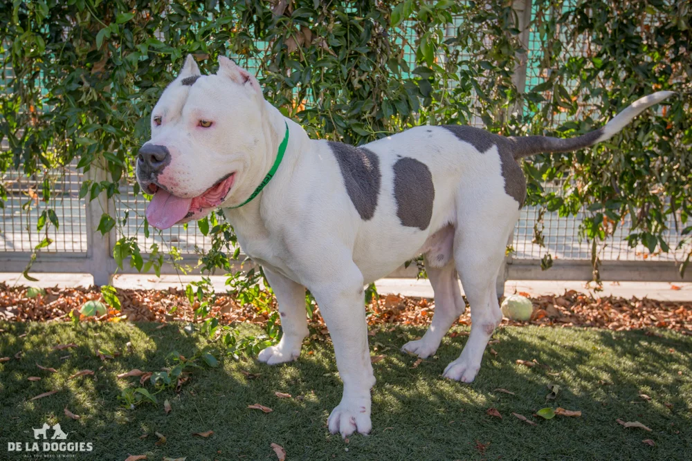 Hi my name is Marlo. A1510352 I am a 4 year old, unaltered male, white and blue Pit Bull Terrier. I have been at the shelter since Sep 24, 2014. Please come meet me! 1850 West 60th street Los Angeles, CA 90047 L.A. 90018 (213) 485-0214