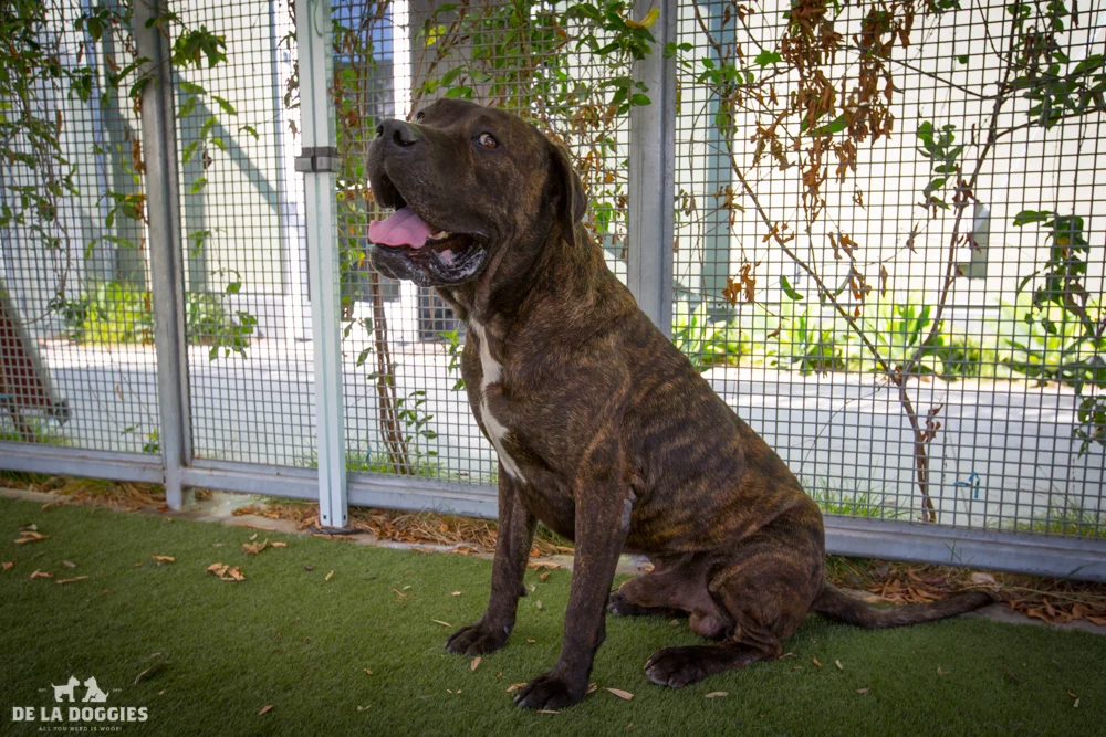 Hi my name is Andy! A1509572 I am a 6 year old, unaltered male, brown brindle and white Mastiff. I have been at the shelter since Sep 21, 2014. Please come meet me! 1850 West 60th street Los Angeles, CA 90047 L.A. 90018 (213) 485-0214