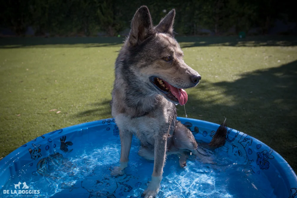 Hi my name is Iggy. A1509085 I am a 3 year old, unaltered female, brown and white Siberian Husky. I have been at the shelter since Sep 19, 2014. Please come meet me! 1850 West 60th street Los Angeles, CA 90047 L.A. 90018 (213) 485-0214