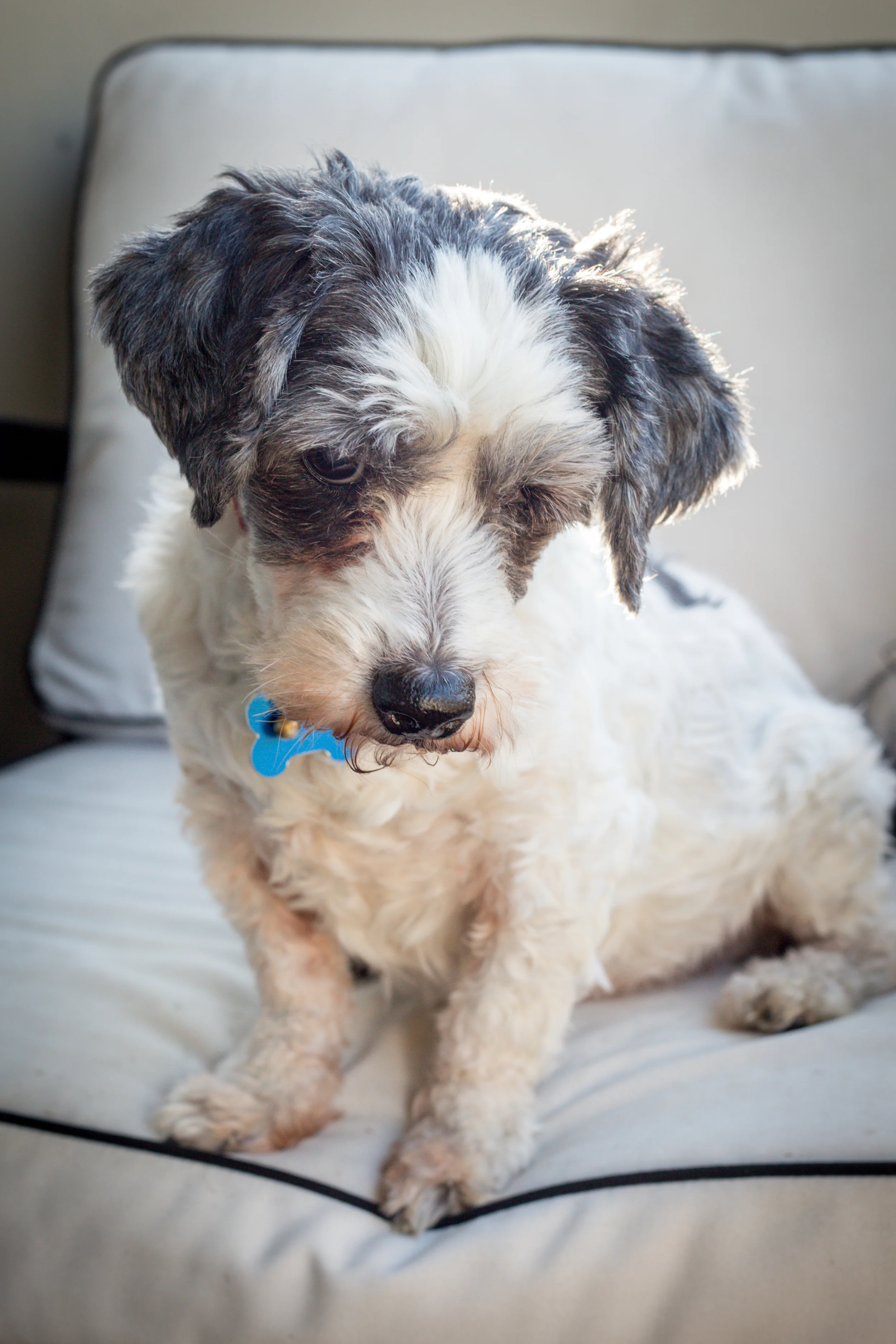 This is Albert. Albert was a stray and is blind. Not seeing doesn't stop this lil dude from walking in a pack and having normal interactions with the world on the daily. Albert is being fostered by a wonderful human being in downtown la For more info on Albert- holler at me and I'll make sure you meet this nugget!