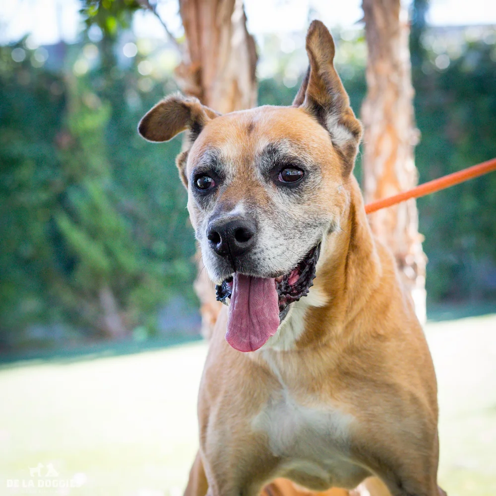 My name is Lucky! A1507975 I am an 8 year old, unaltered male, tan and white German Shepherd Dog mix. I have been at the shelter since Sep 15, 2014. Please come meet me! 1850 West 60th street Los Angeles, CA 90047 L.A. 90018 (213) 485-0214