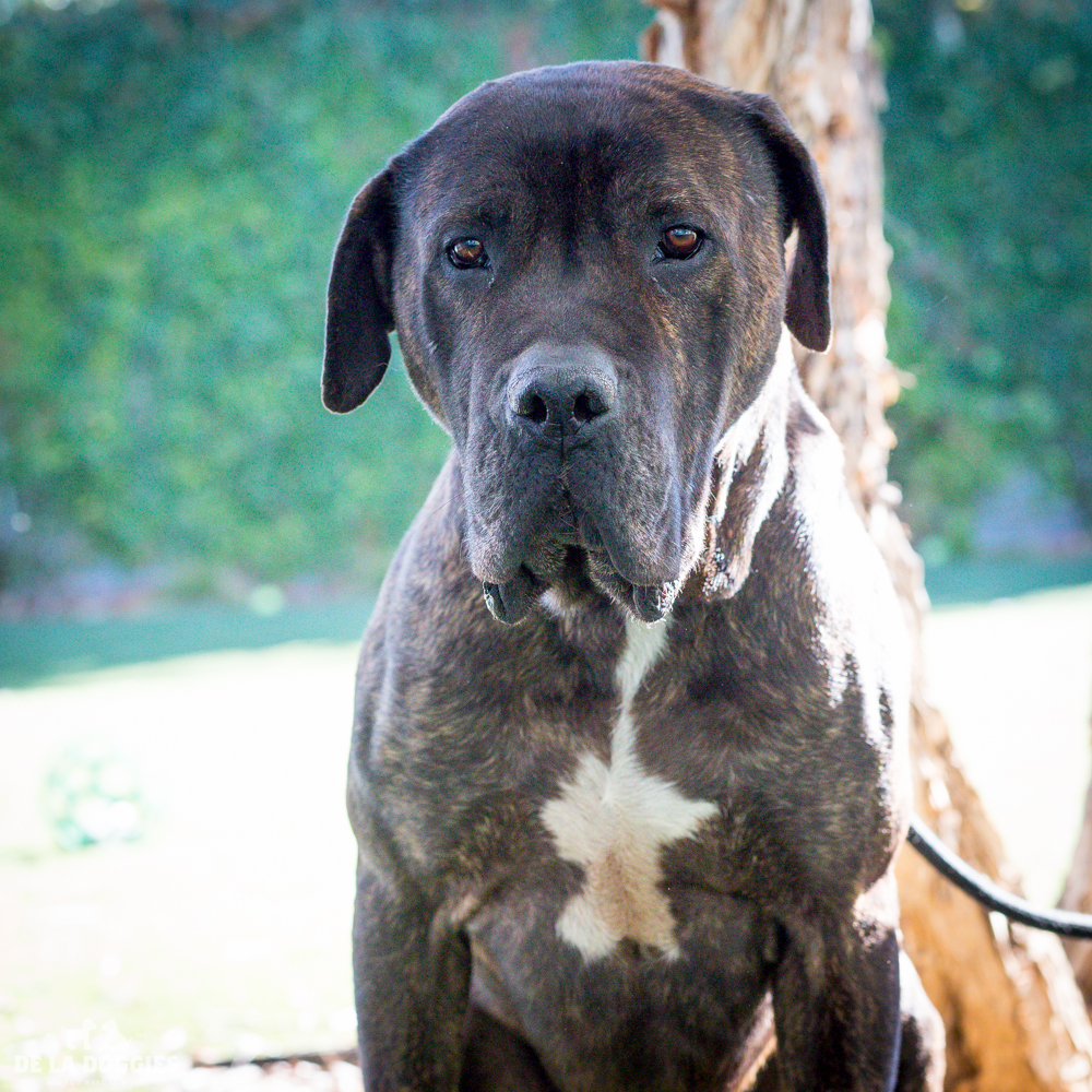 Hi my name is Zeno! A1509572 I am a 6 year old, unaltered male, brown brindle and white Mastiff. I have been at the shelter since Sep 21, 2014. Please come meet me! 1850 West 60th street Los Angeles, CA 90047 L.A. 90018 (213) 485-0214
