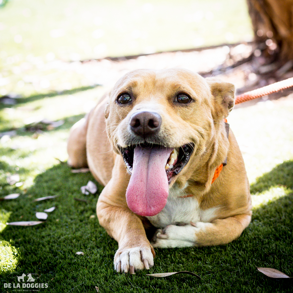Hi my name is Willow! A1511440 I am a 4 year old, spayed female, brown and white Pit Bull Terrier mix. I have been at the shelter since Sep 28, 2014. Please come meet me! 1850 West 60th street Los Angeles, CA 90047 L.A. 90018 (213) 485-0214