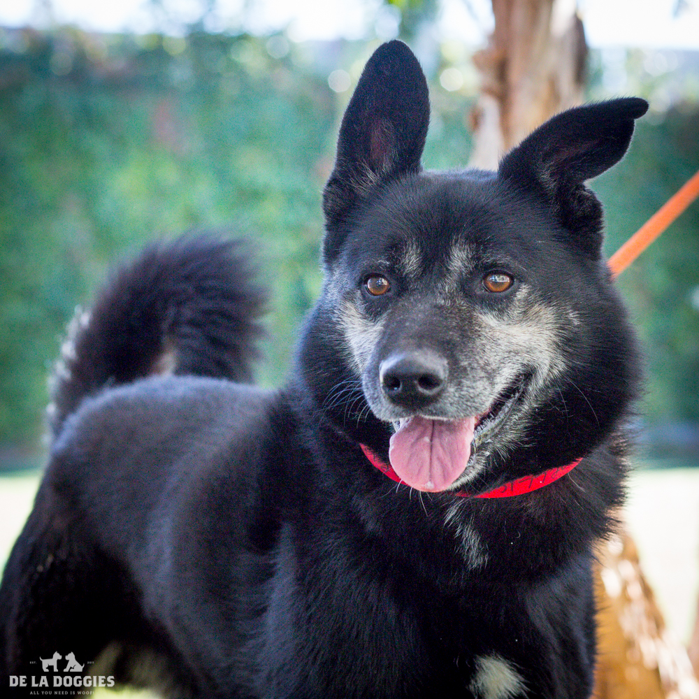 Hi my name is Picasso! A1517720 I am a 5 year old, unaltered male, white and tan German Shepherd Dog and Keeshond. I have been at the shelter since Oct 27, 2014. Please come meet me! 1850 West 60th street Los Angeles, CA 90047 L.A. 90018 (213) 485-0214