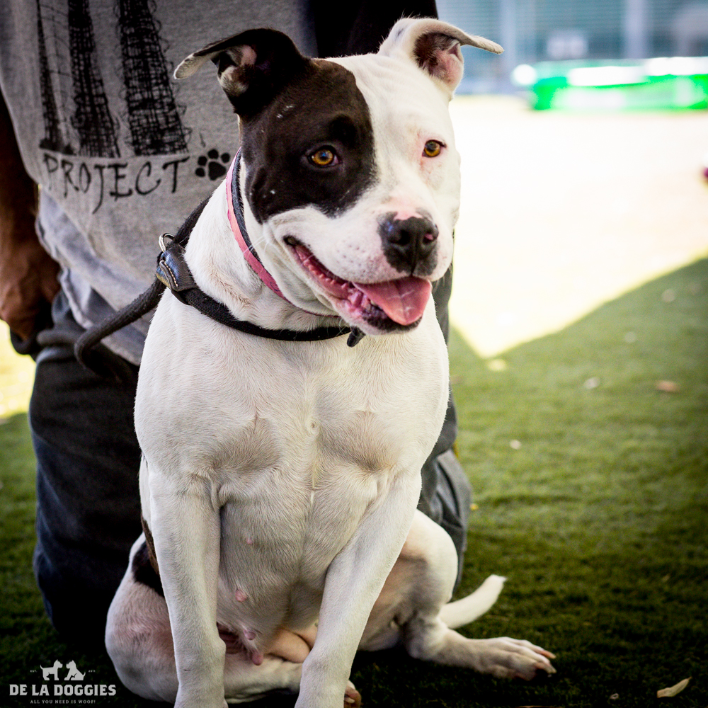 Hi my name is Ocean! A1512320 I am a 2 year old, unaltered female, white and black Pit Bull Terrier mix. I have been at the shelter since Oct 02, 2014. PLEASE come meet me! 1850 West 60th street Los Angeles, CA 90047 L.A. 90018 (213) 485-0214
