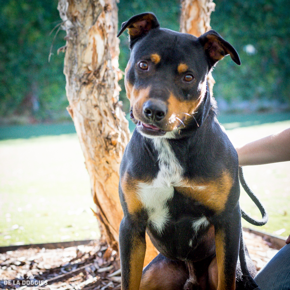 Hi my name is Joss! A1514696 I am a 1 and a half year old, unaltered male, black and tan Rottweiler. I have been at the shelter since Oct 13, 2014. PLEASE come meet me! 1850 West 60th street Los Angeles, CA 90047 L.A. 90018 (213) 485-0214