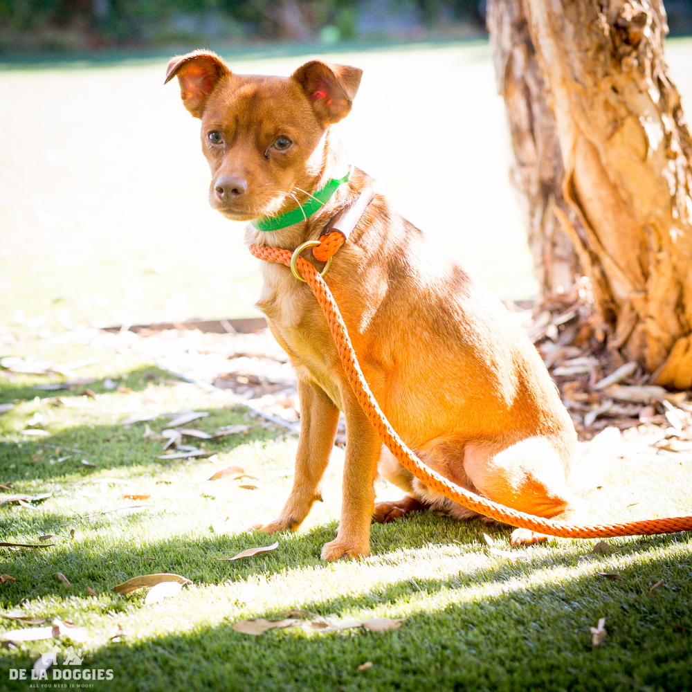 My name is Kyro! A1505092 I am a 1 year old, ALREADY neutered male, brown Chihuahua - Smooth Coated. I have been at the shelter since Oct 21, 2014. PLEASE COME MEET ME! 1850 West 60th street Los Angeles, CA 90047 L.A. 90018 (213) 485-0214