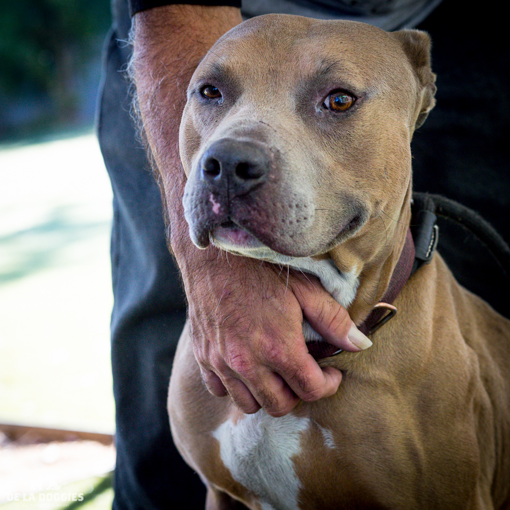 Hi my name is Charlie. A1517605 I am an unaltered male, fawn and white Pit Bull Terrier. I have been at the shelter since Oct 26, 2014. PLEASE come meet me! 1850 West 60th street Los Angeles, CA 90047 L.A. 90018 (213) 485-0214