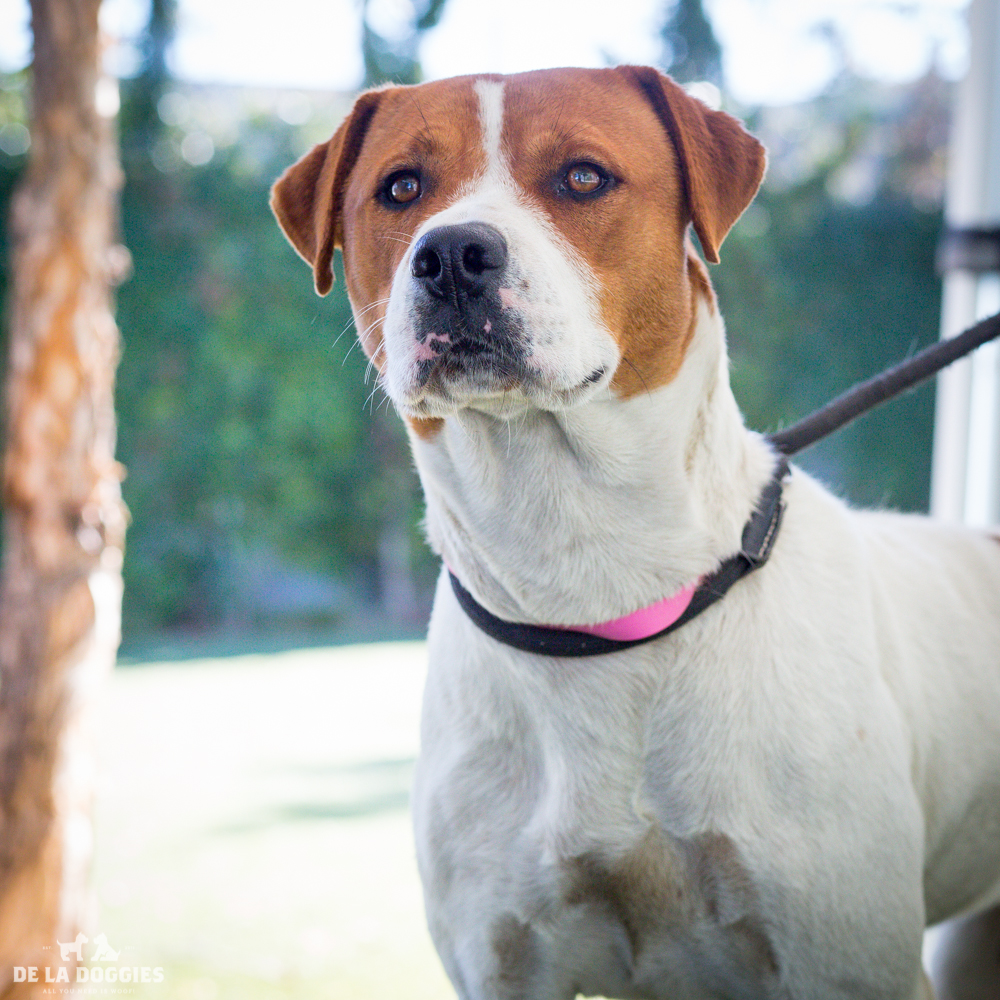 Hi my name is Alma! A1518841 I am a 3 year old, unaltered female, white and brown American Pit Bull Terrier. I have been at the shelter since Nov 01, 2014. Please come meet me! 1850 West 60th street Los Angeles, CA 90047 L.A. 90018 (213) 485-0214