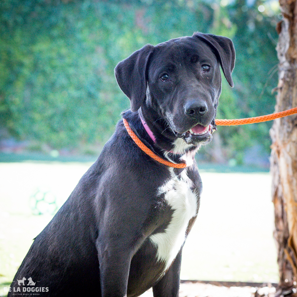 Hi my name is Eddie! A1517519 I am a 1 year old, unaltered male, black and white Labrador Retriever and Pit Bull Terrier. I have been at the shelter since Oct 26, 2014. PLEASE come meet me! 1850 West 60th street Los Angeles, CA 90047 L.A. 90018 (213) 485-0214