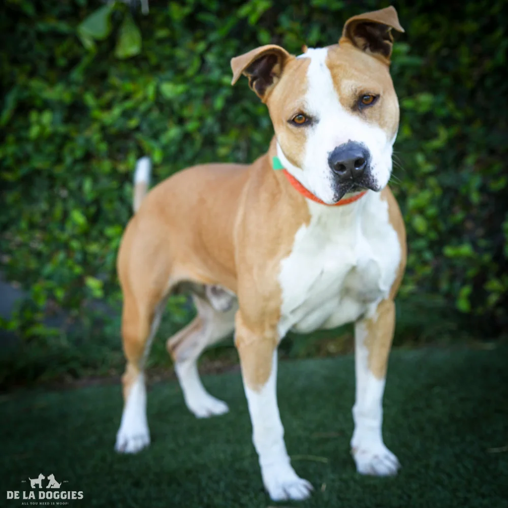 Hi my name is Merlin! I am an unaltered male, tan Pit Bull Terrier. A1525858 The shelter thinks I am about 2 years and 2 months old. I have been at the shelter since Dec 12, 2014. 1850 West 60th street Los Angeles, CA 90047 L.A. 90018 (213) 485-0214 (213) 485-0227 (213) 485-0303