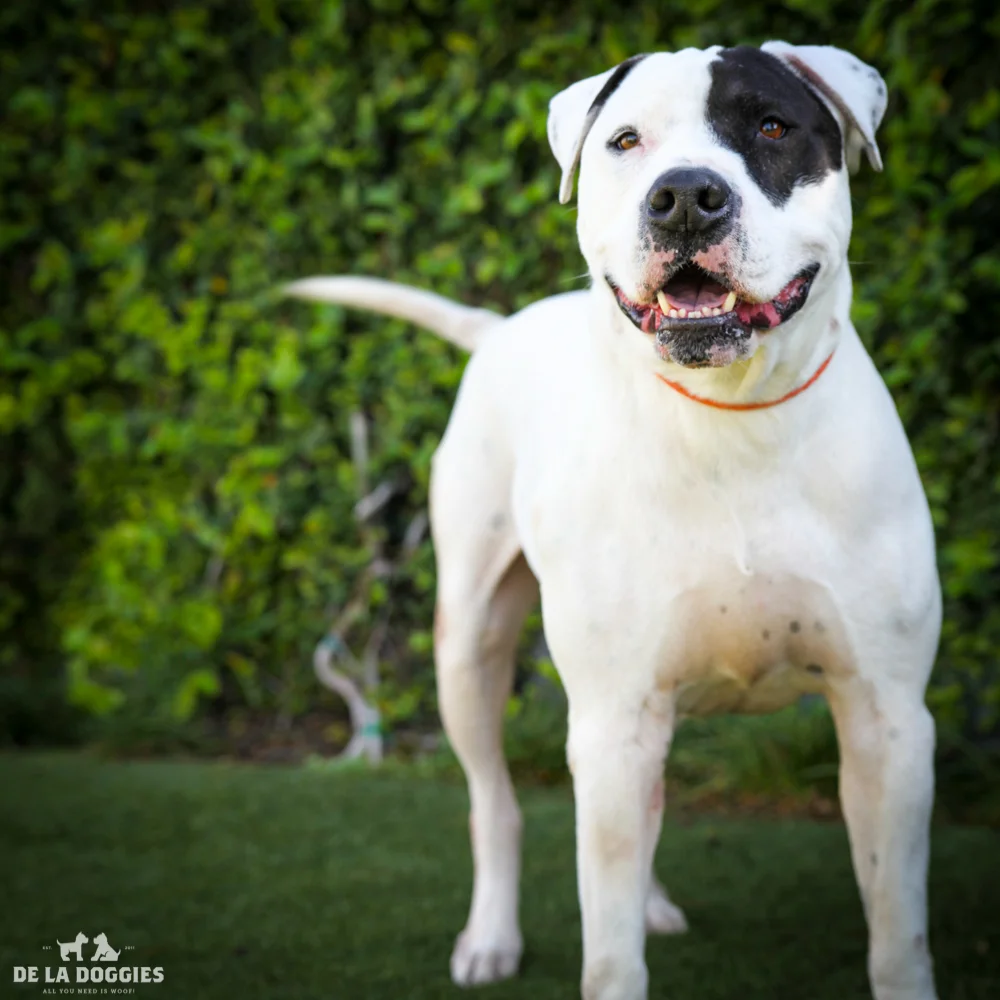 Hi my name is Fred! A1517235 I am a neutered male, white and black American Bulldog mix. The shelter thinks I am about 5 years old. I have been at the shelter since Oct 24, 2014. 1850 West 60th street Los Angeles, CA 90047 L.A. 90018 (213) 485-0214 (213) 485-0227 (213) 485-0303