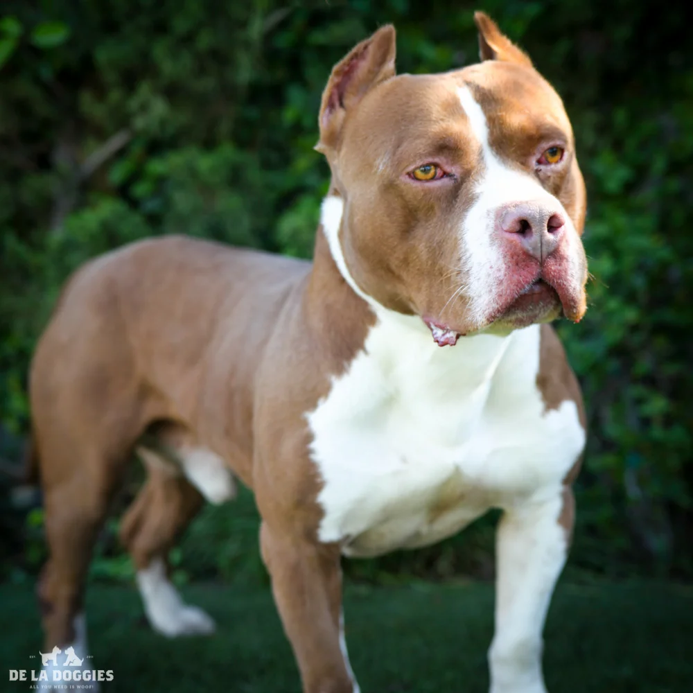 Hi my name is Mouse! A1530549 I am an unaltered male, red and white Pit Bull Terrier. The shelter thinks I am about 3 years old. I have been at the shelter since Jan 14, 2015. 1850 West 60th street Los Angeles, CA 90047 L.A. 90018 (213) 485-0214 (213) 485-0227 (213) 485-0303