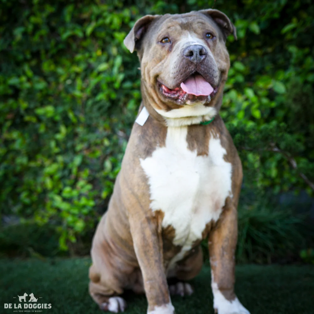 Hi my name is Gordo! A1527510 I am an unaltered male, brown American Staffordshire Terrier mix. The shelter thinks I am about 1 year and 8 months old. I have been at the shelter since Dec 25, 2014. 1850 West 60th street Los Angeles, CA 90047 L.A. 90018 (213) 485-0214 (213) 485-0227 (213) 485-0303