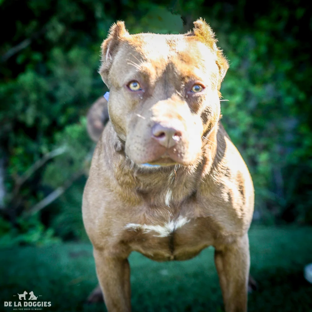 My name is Bricks A1525262 and I am a spayed female, red and white American Pit Bull Terrier mix. The shelter thinks I am about 2 years and 2 months old. I have been at the shelter since Dec 26, 2014. 1850 West 60th street Los Angeles, CA 90047 L.A. 90018 (213) 485-0214 (213) 485-0227 (213) 485-0303