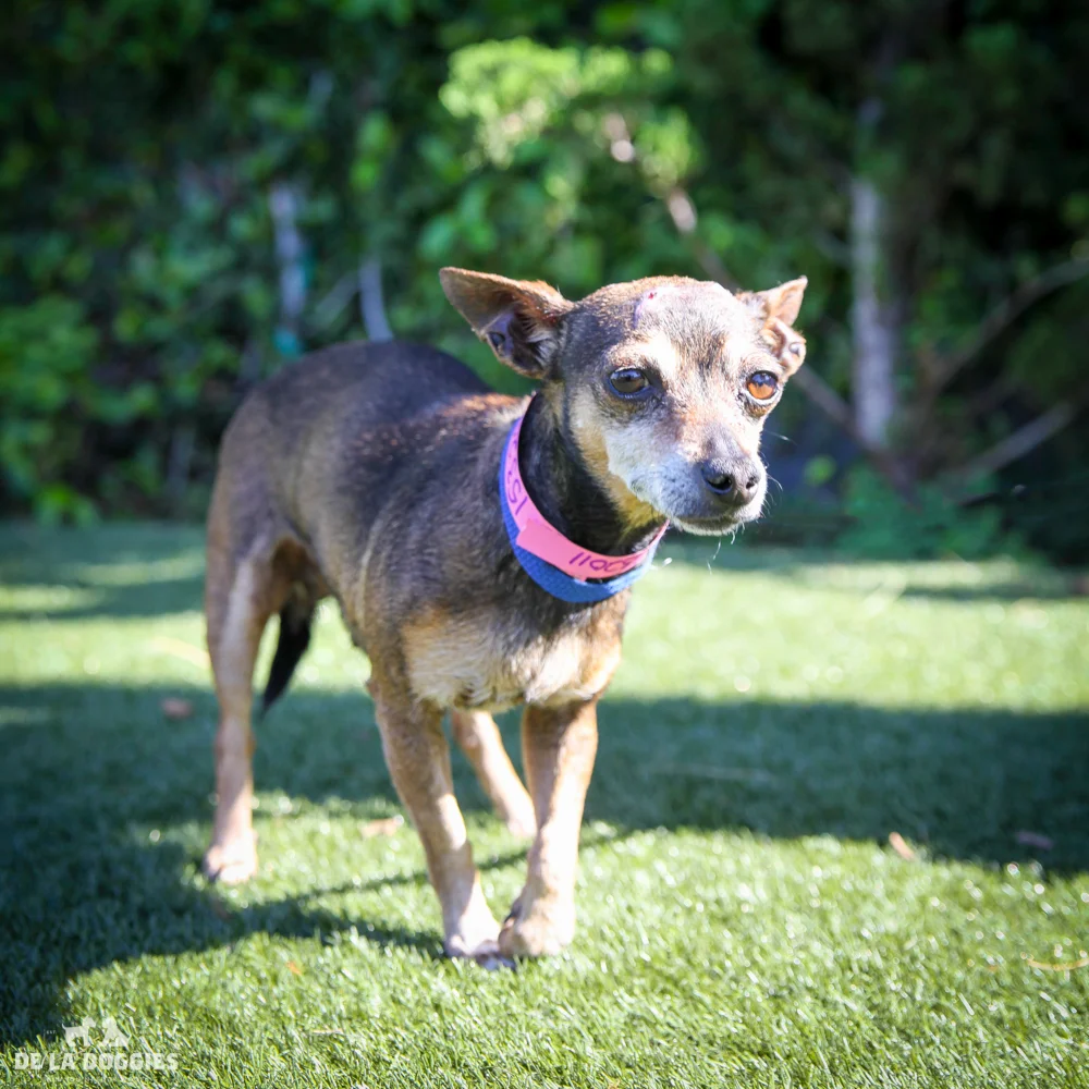 My name is Pico A1532011 and I am six year old female, chihuahua with a lil head trauma and I am currently in medical. Come hang with me! 1850 West 60th street Los Angeles, CA 90047 L.A. 90018 (213) 485-0214 (213) 485-0227 (213) 485-0303