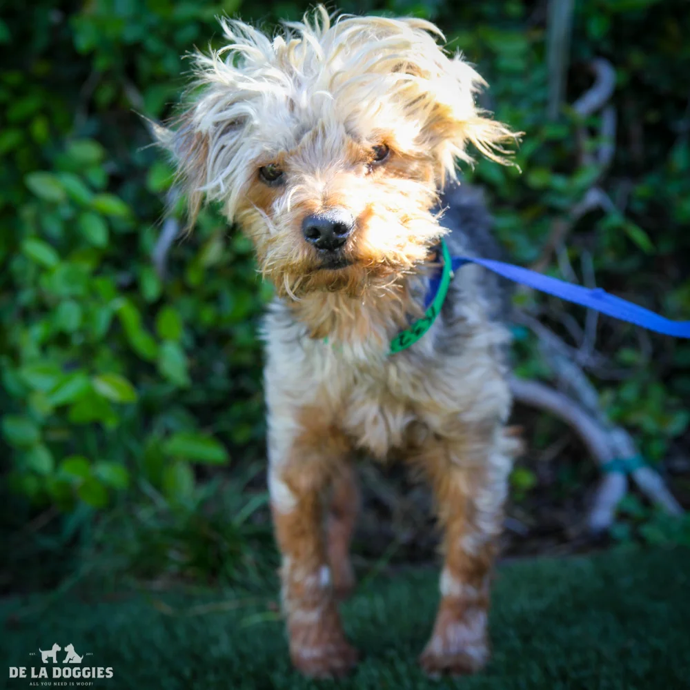 My name is Micheal A1532333, and I am a four year old yorkie mix with bladder stones, currently in medical. Can you take care of me? 1850 West 60th street Los Angeles, CA 90047 L.A. 90018 (213) 485-0214 (213) 485-0227 (213) 485-0303