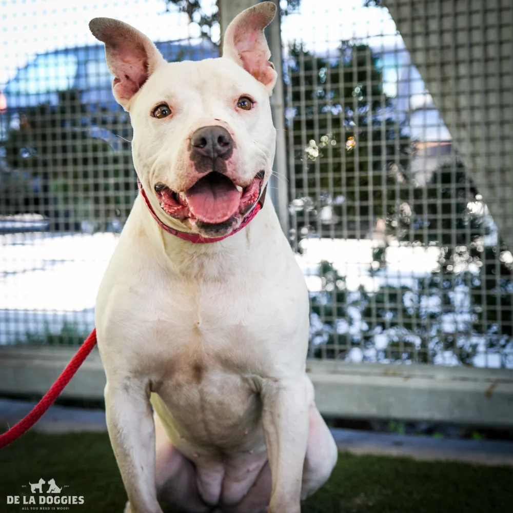 My name is Betty A1378990, and I am a one year old pit/staffiemix with lots of great energy and I love people and to give snuggles! 1850 West 60th street Los Angeles, CA 90047 L.A. 90018 (213) 485-0214 (213) 485-0227 (213) 485-0303