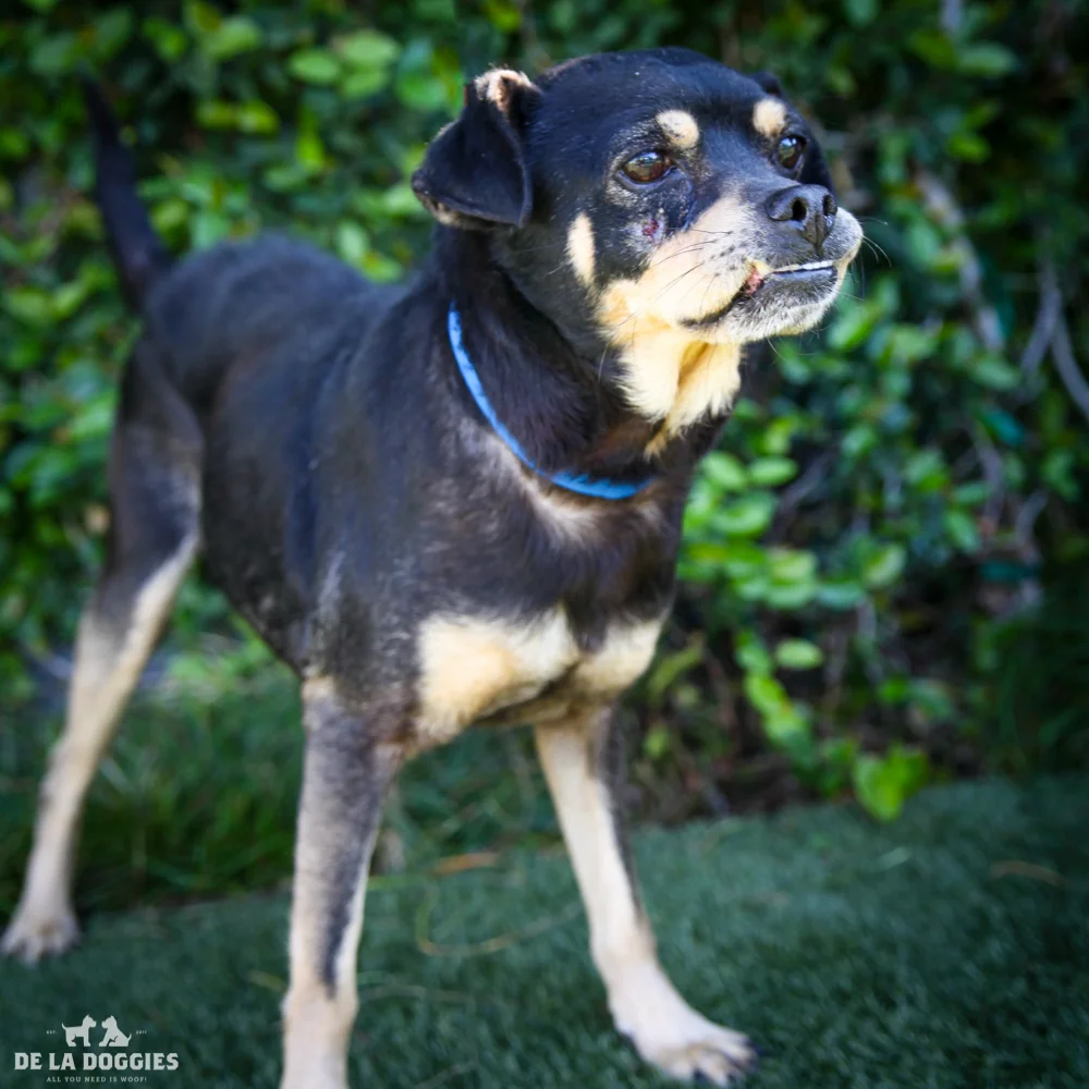 My name is Leslie A158332, and I am a mid age male, beagle/chihuahua mix. I came in as a stray and I'm kind of shy but enjoy other mammals :) 1850 West 60th street Los Angeles, CA 90047 L.A. 90018 (213) 485-0214 (213) 485-0227 (213) 485-0303