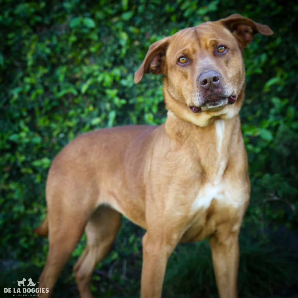 My name is Gorda A122208, and I am a five year spayed old pit/lab mix who was given up by my owner. Please visit me! 1850 West 60th street Los Angeles, CA 90047 L.A. 90018 (213) 485-0214 (213) 485-0227 (213) 485-0303