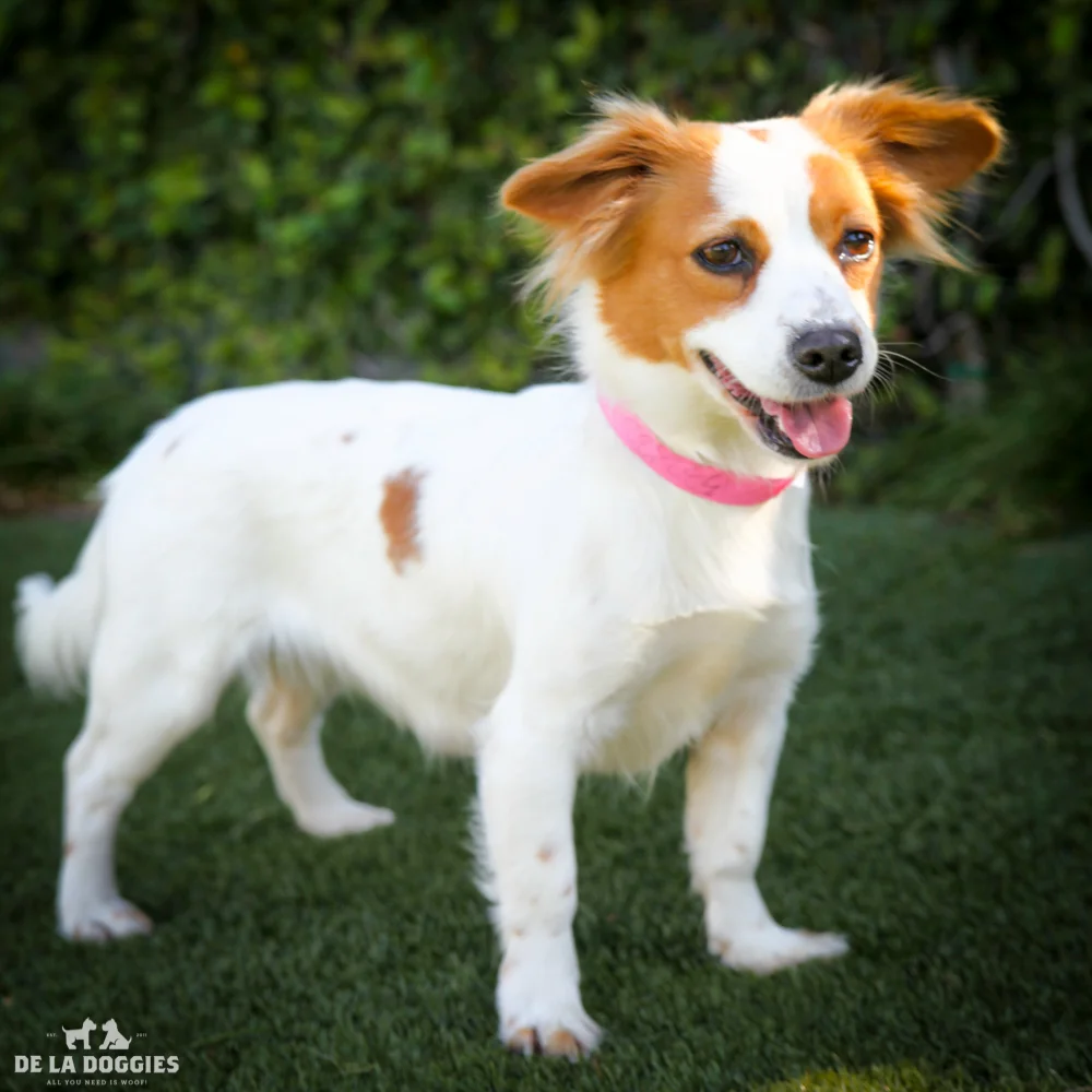 My name is Mayra A1532122, and I am a two year old papillon/jack russell mix who came into the shelter as a stray. Holla! 1850 West 60th street Los Angeles, CA 90047 L.A. 90018 (213) 485-0214 (213) 485-0227 (213) 485-0303
