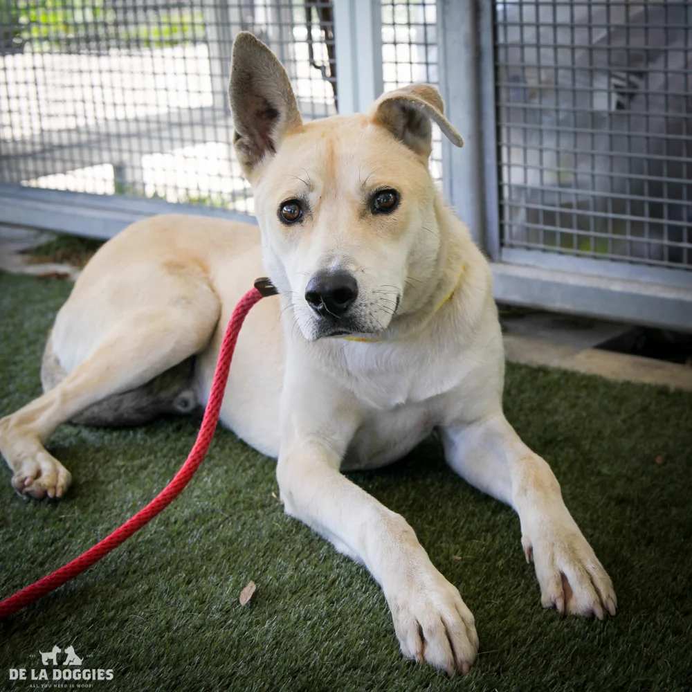 My name is Skippy A153220, and I am a german shepherd mix who is to be about one years old. I came into the shelter as a stray. I'm shy with humans but love other dogs! Help me! 1850 West 60th street Los Angeles, CA 90047 L.A. 90018 (213) 485-0214 (213) 485-0227 (213) 485-0303