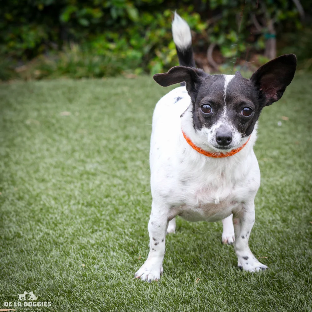 Olivia A1515754