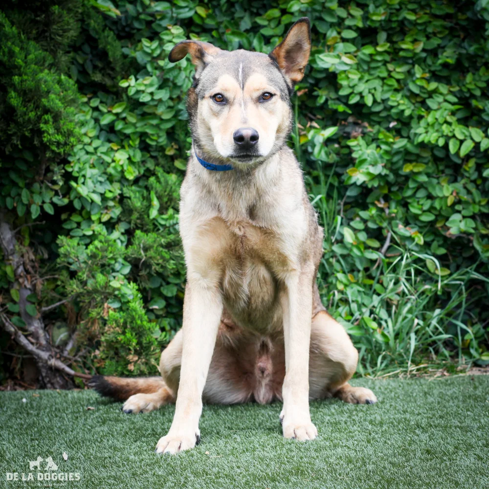 Leo A1540369