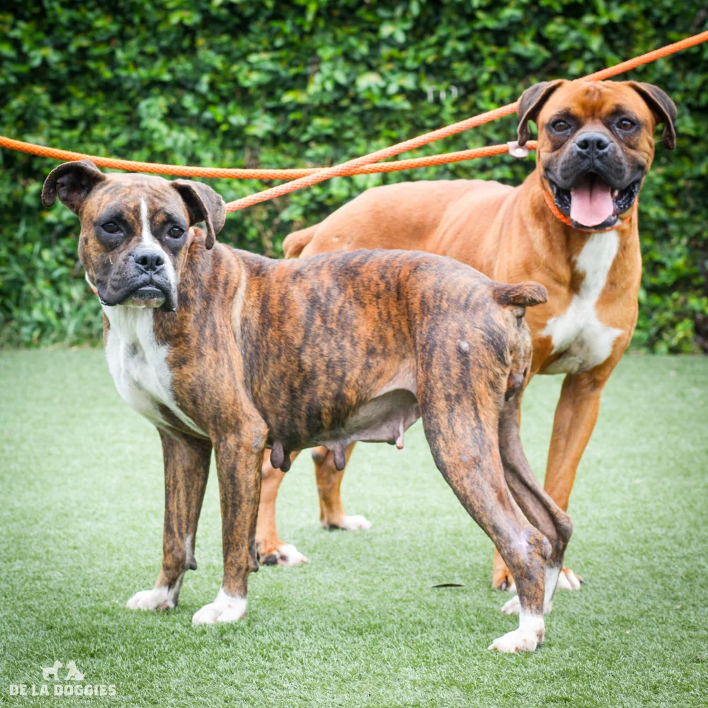 Taco A1539107 (male) & Bell A1539105